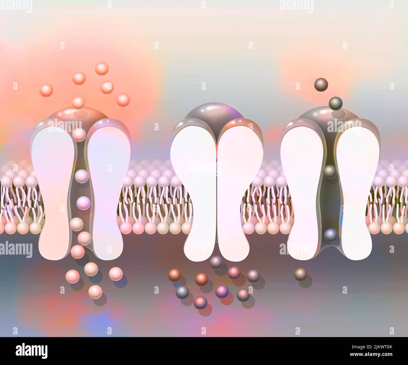 Depolarization: phospholipid membrane with NA + and K + ion channels. Stock Photo