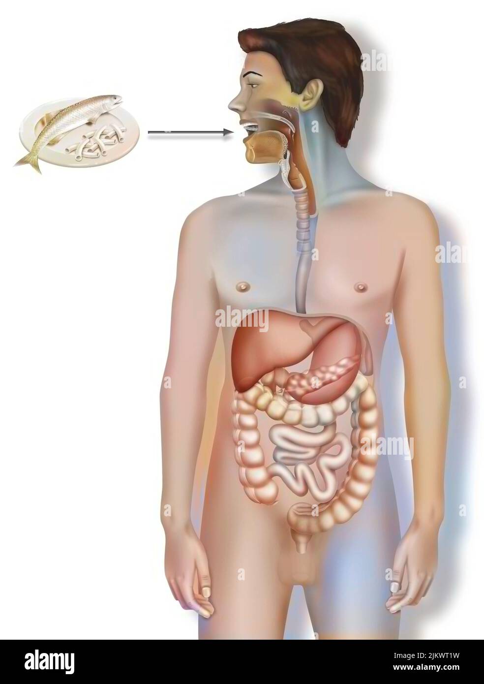 Digestive system with food traveling from absorption through the mouth. Stock Photo