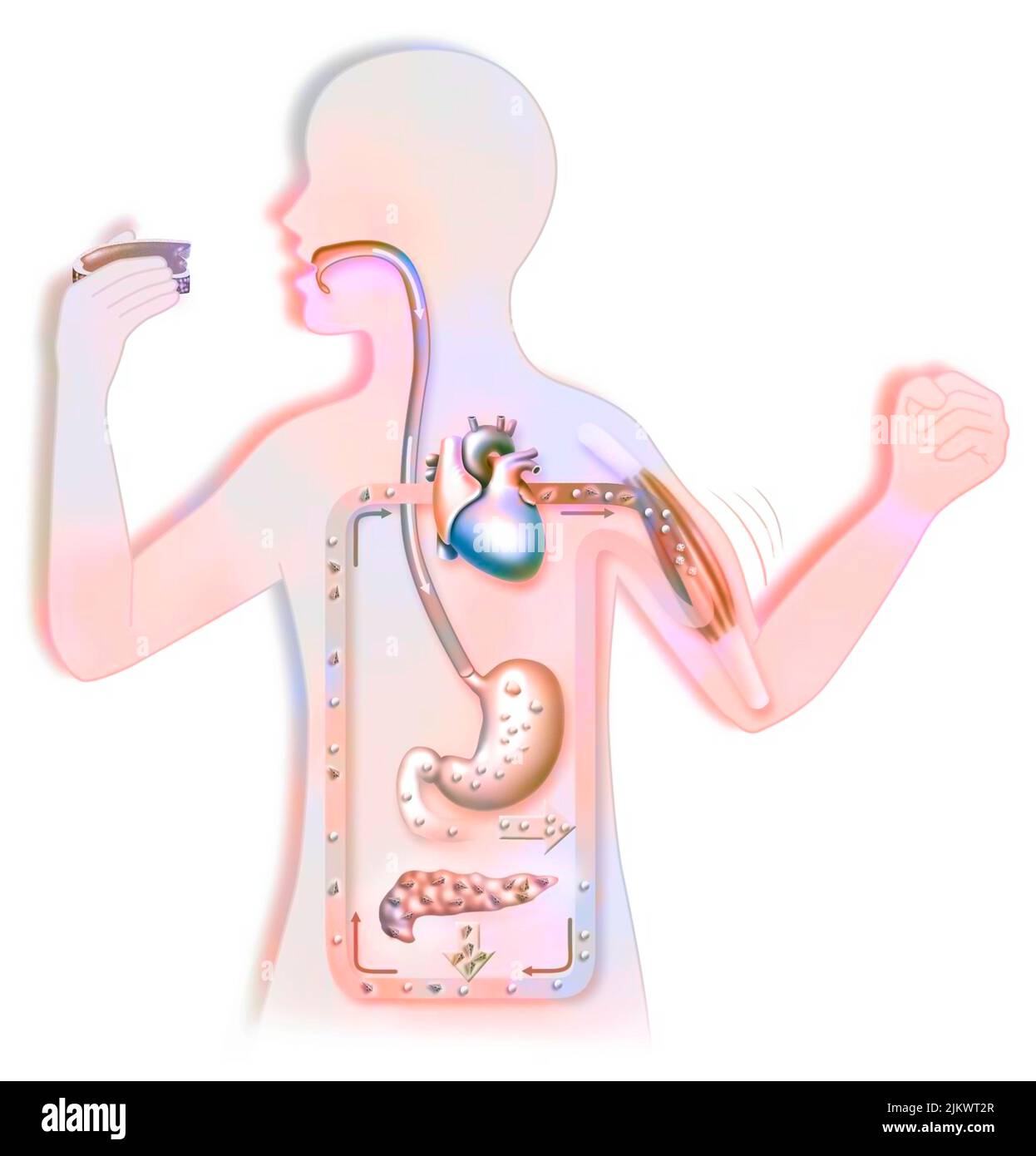 Diagram of the sugar cycle in a child's silhouette. Stock Photo