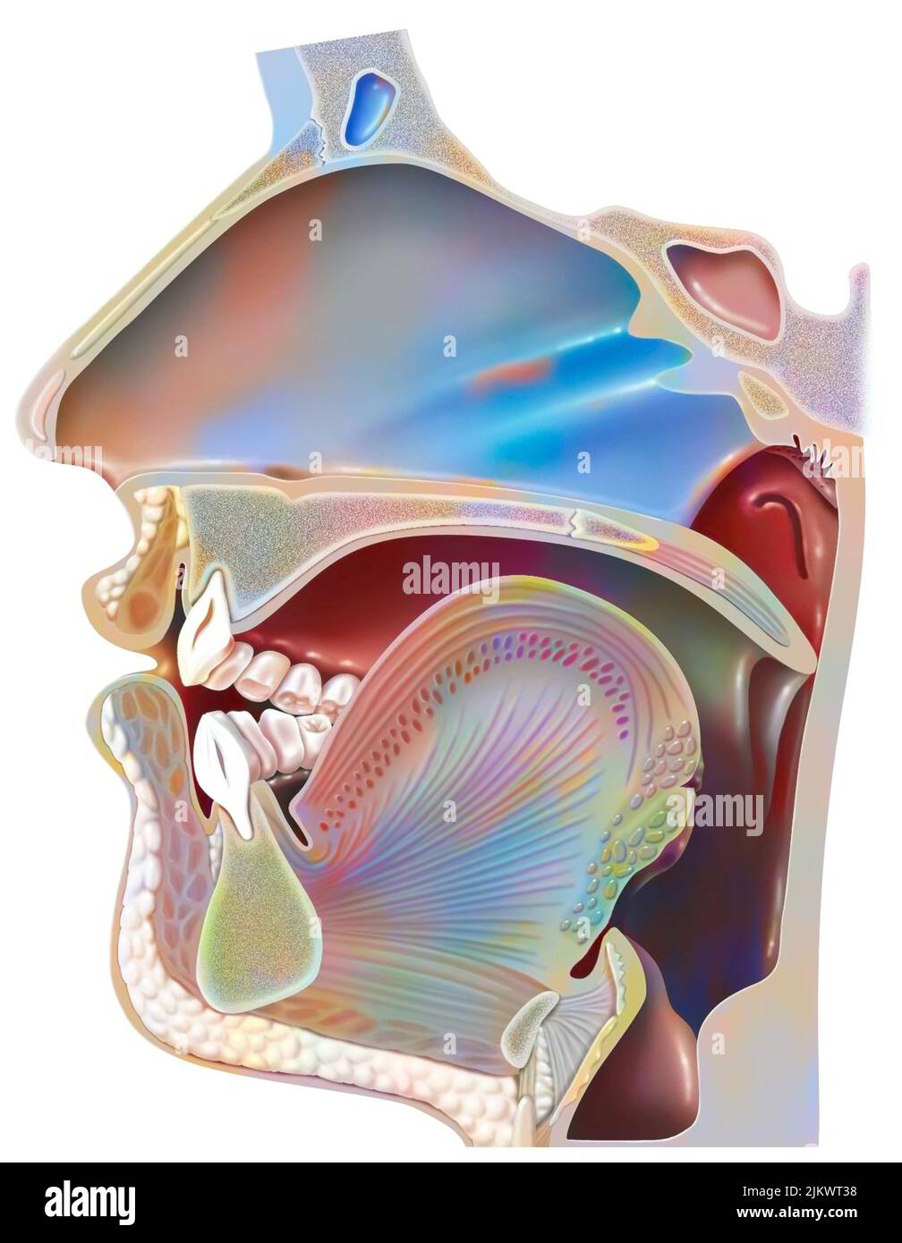 Position of the mouth for the pronunciation of the 'U' in phonation. Stock Photo