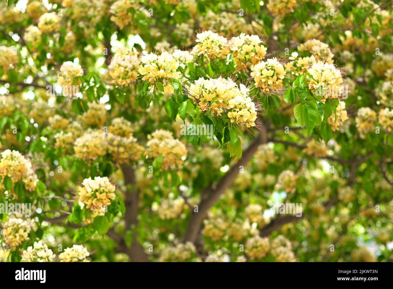 Common lilac growing in a park in Hong Kong Stock Photo Alamy