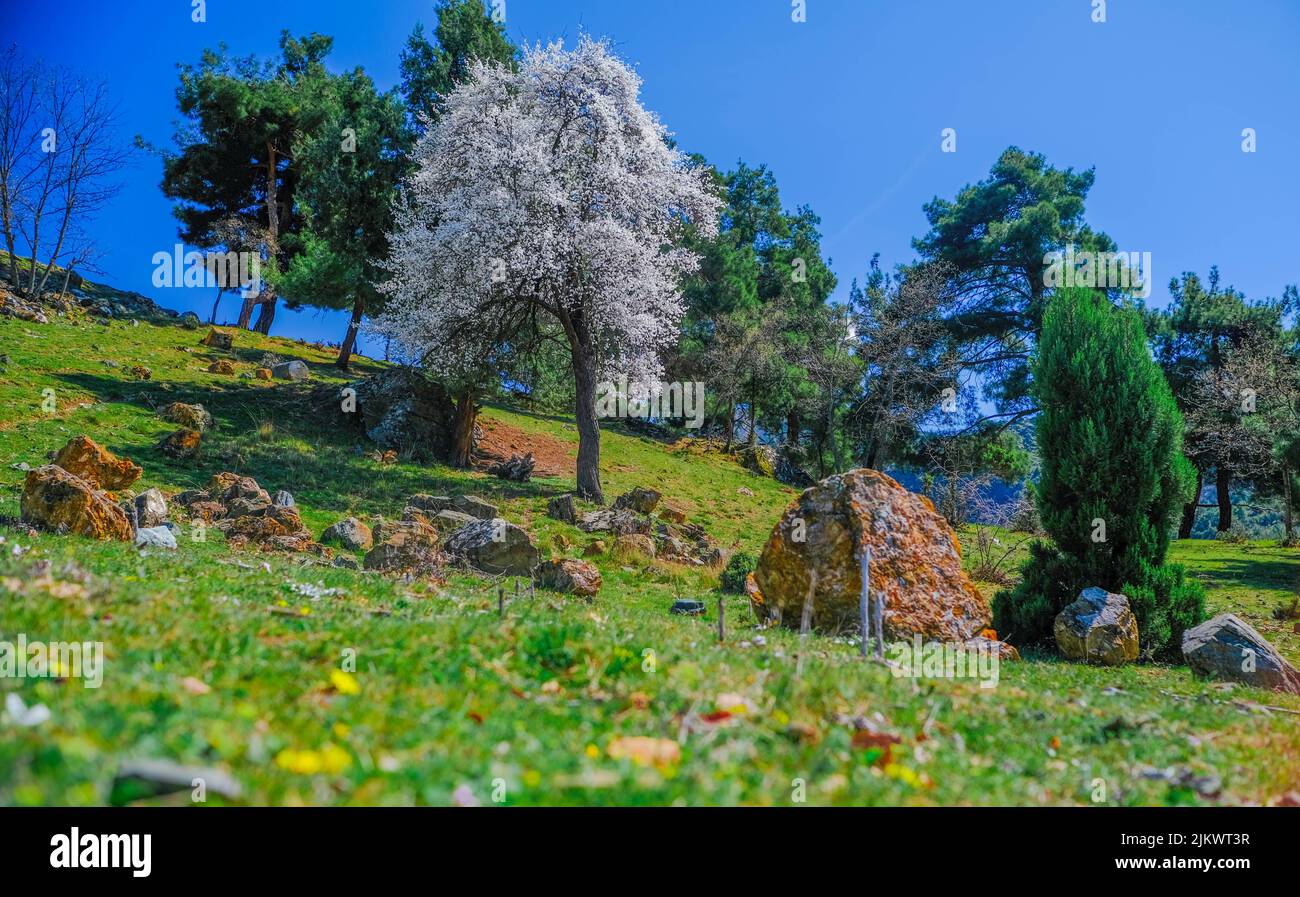 Meadow wildflowers green trees hi-res stock photography and images - Alamy