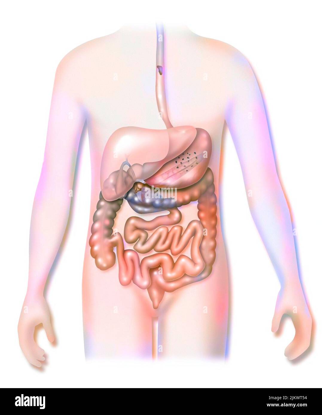 Digestive system with the gallbladder at the back of the liver. Stock Photo