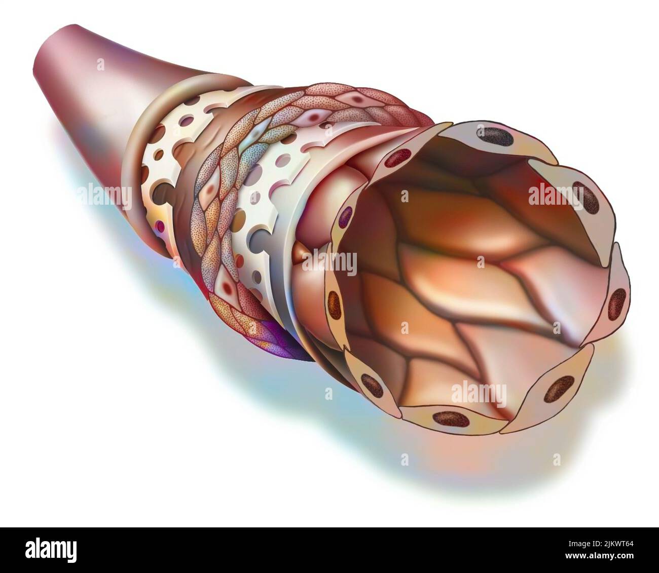 Different walls constituting an artery: collagen and elastic tissues, smooth muscle. Stock Photo