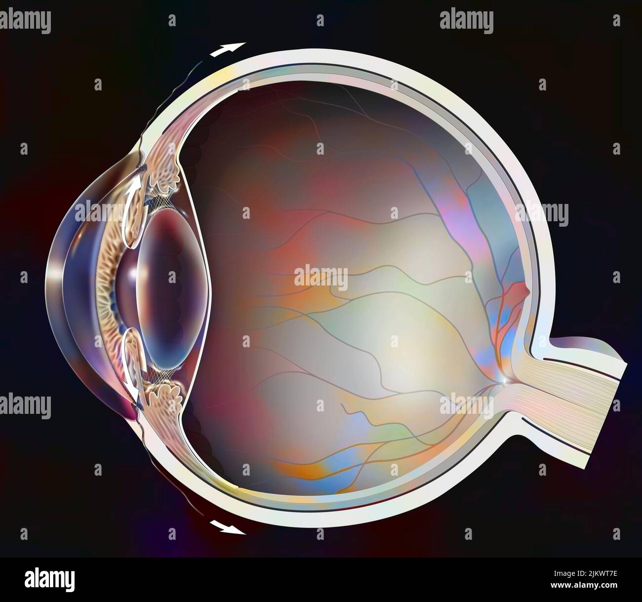 Normal eye with iridocorneal angle showing retina, lens. Stock Photo