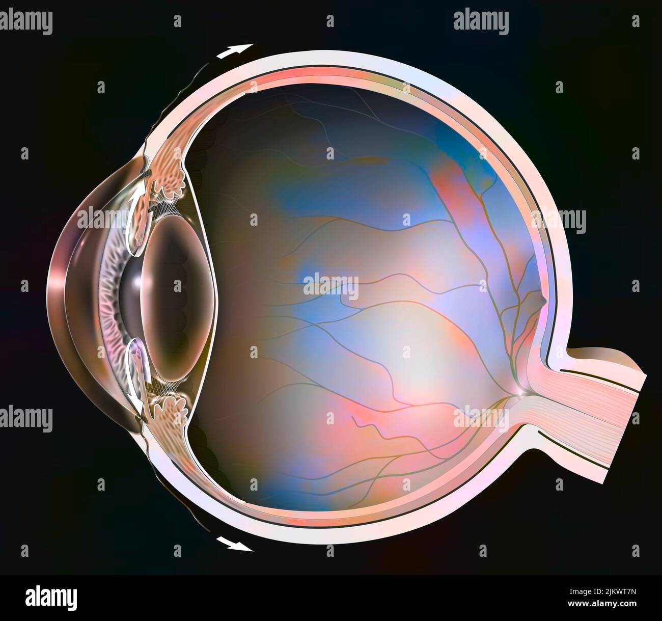 Normal eye with iridocorneal angle showing retina, lens. Stock Photo