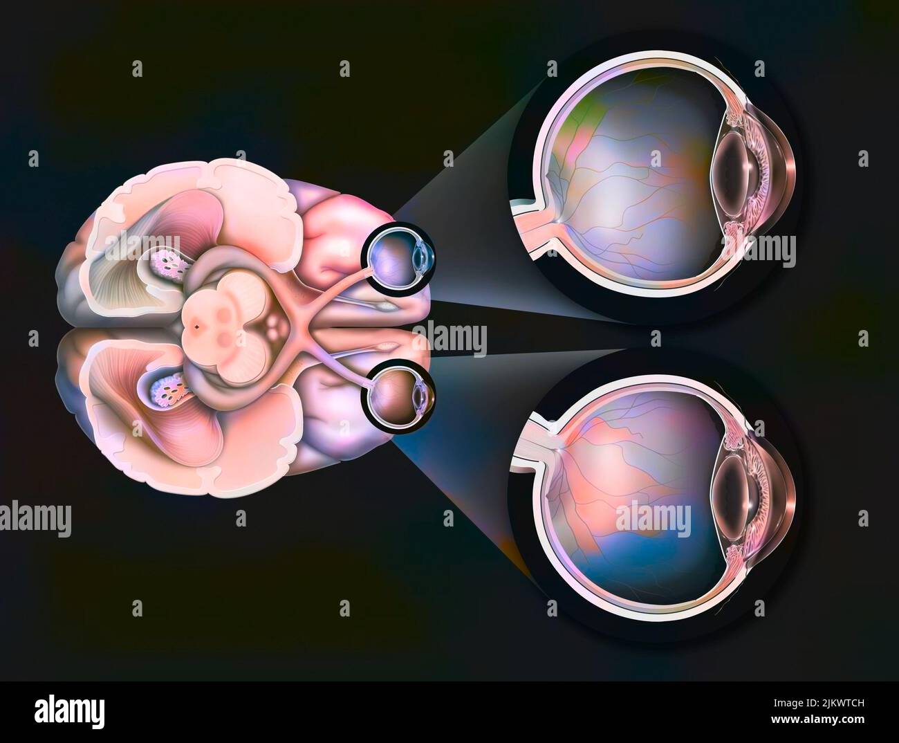 Eye: path of the visual pathways from the eye to the visual areas of the brain. Stock Photo