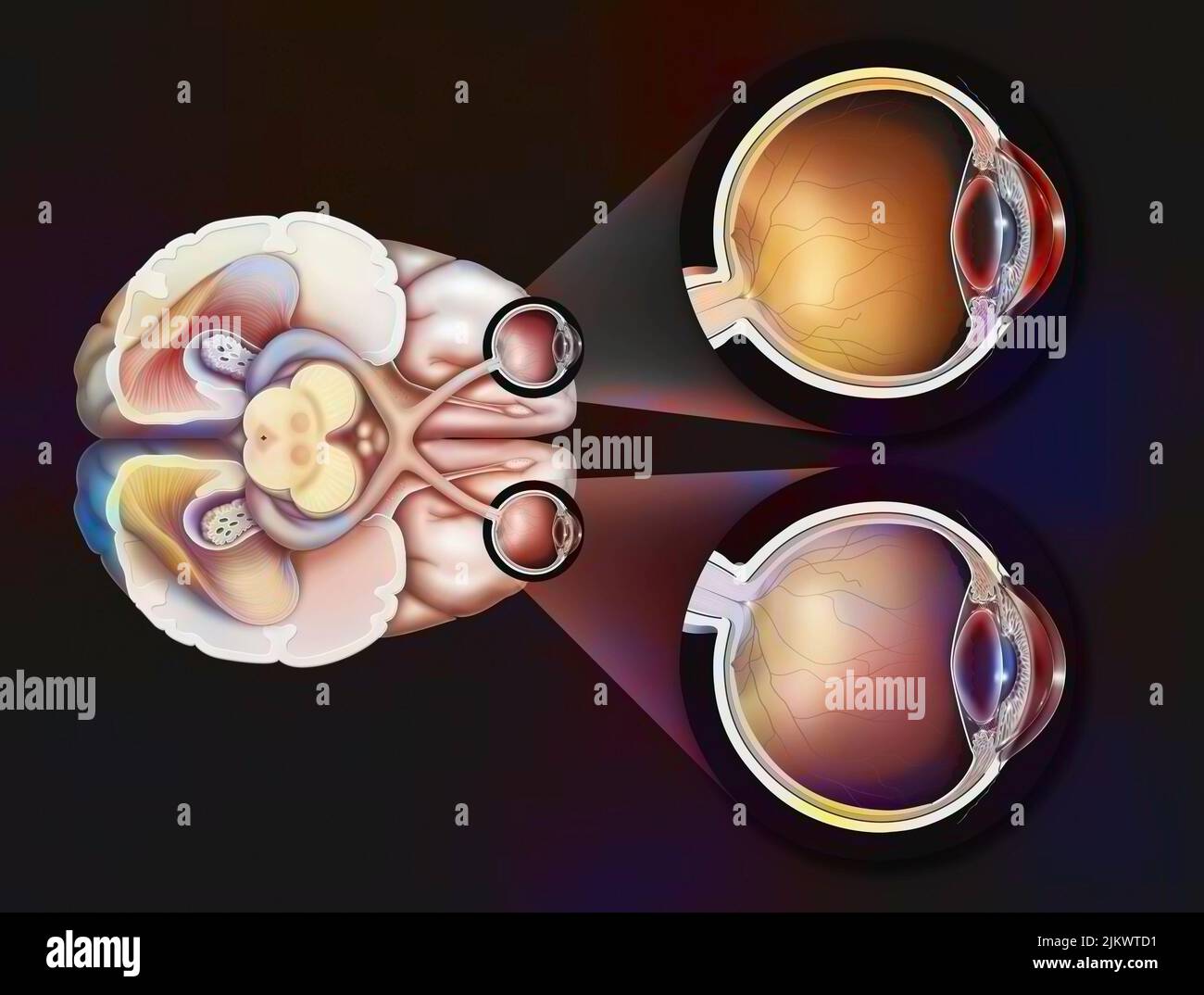 Eye: path of the visual pathways from the eye to the visual areas of the brain. Stock Photo