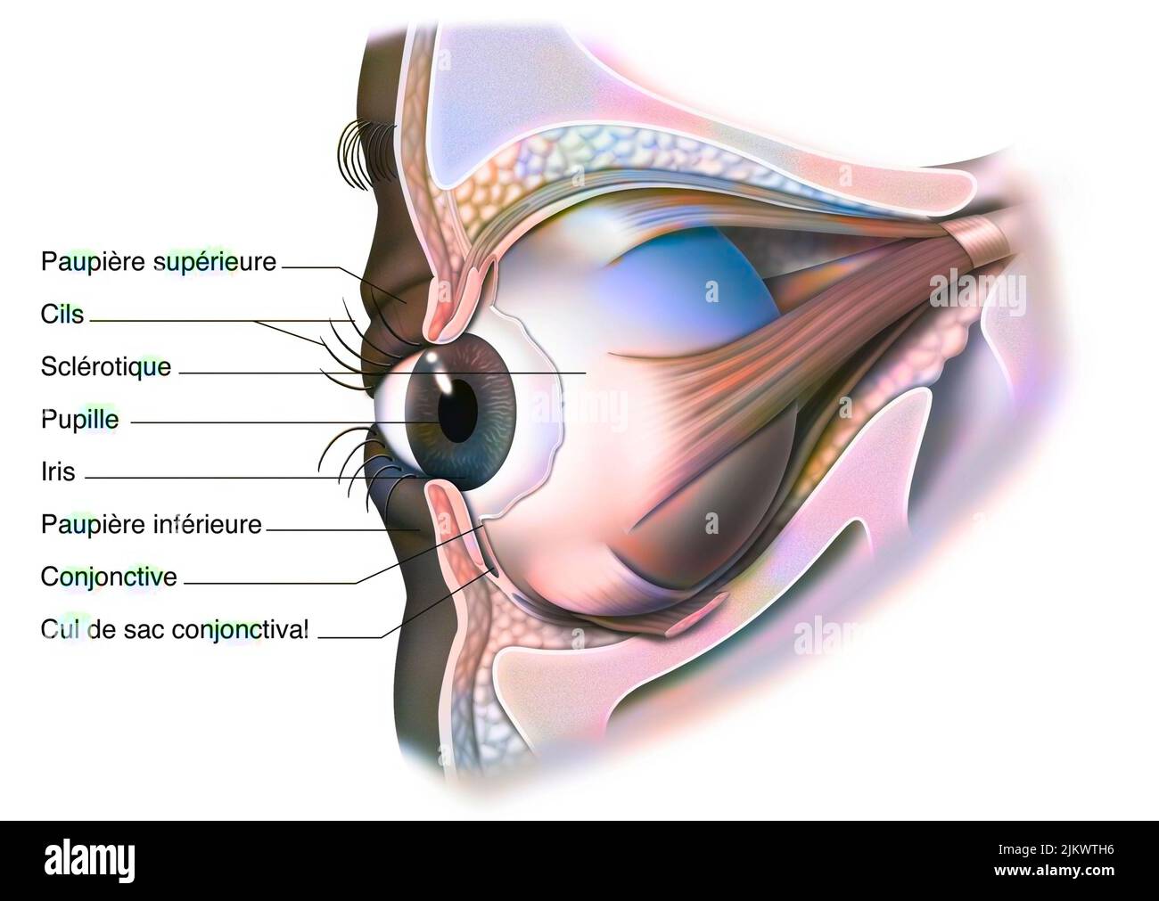 Anatomy of the eye and eyelid (viewed from 3/4) with iris, pupil. Stock Photo