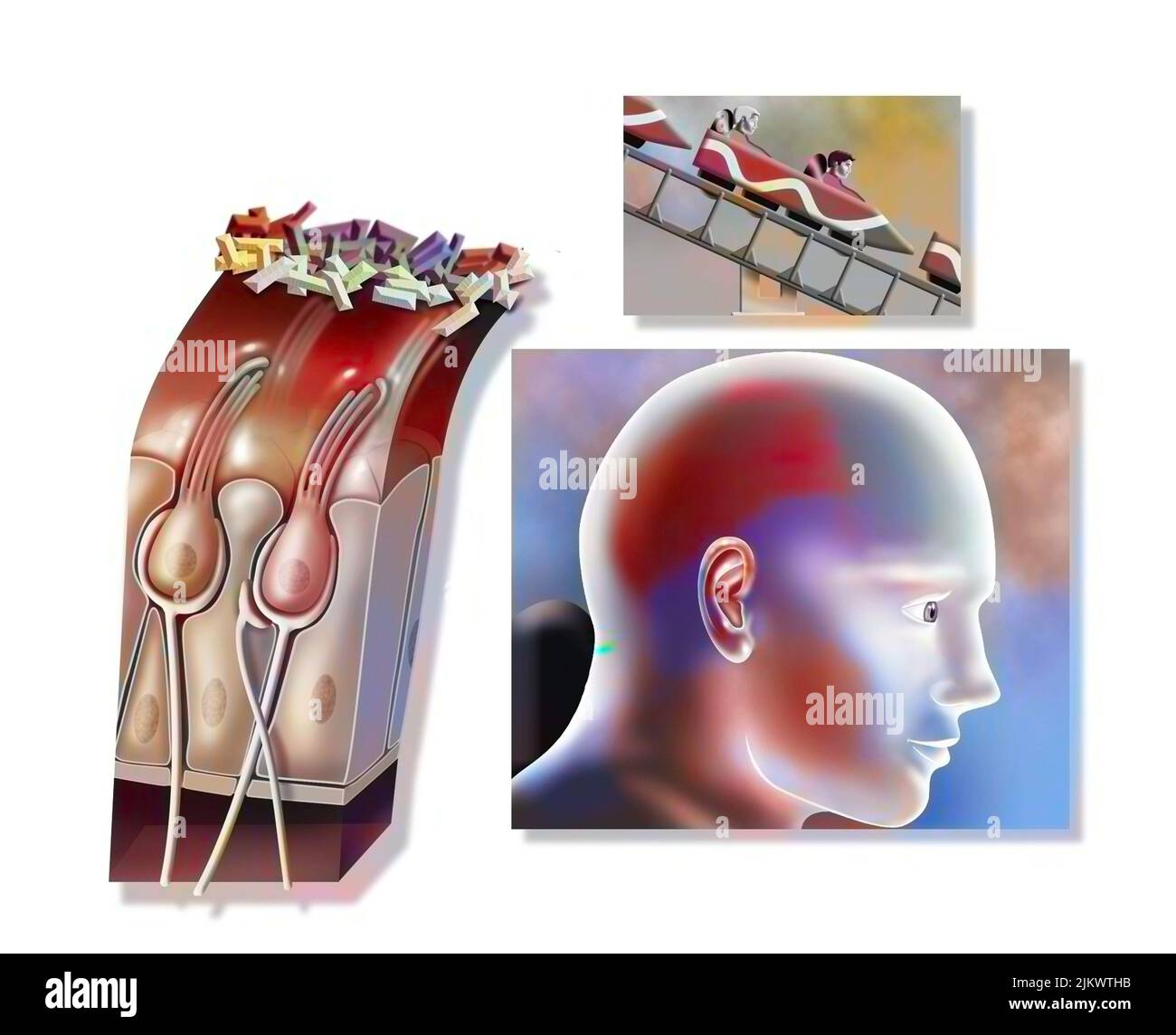 Functioning of the macule: organ of static balance (position of the head). Stock Photo
