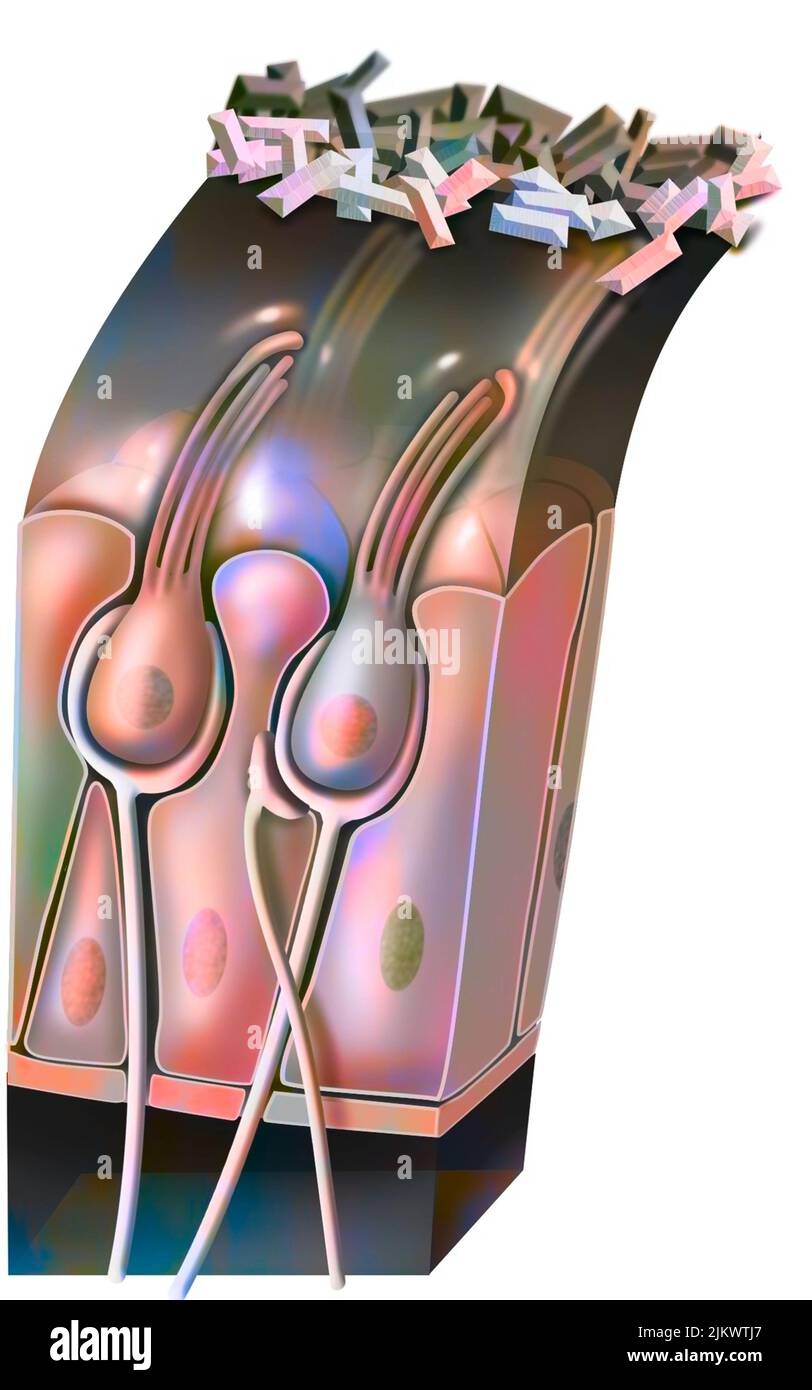 Functioning of the macule: organ of static balance (position of the head). Stock Photo