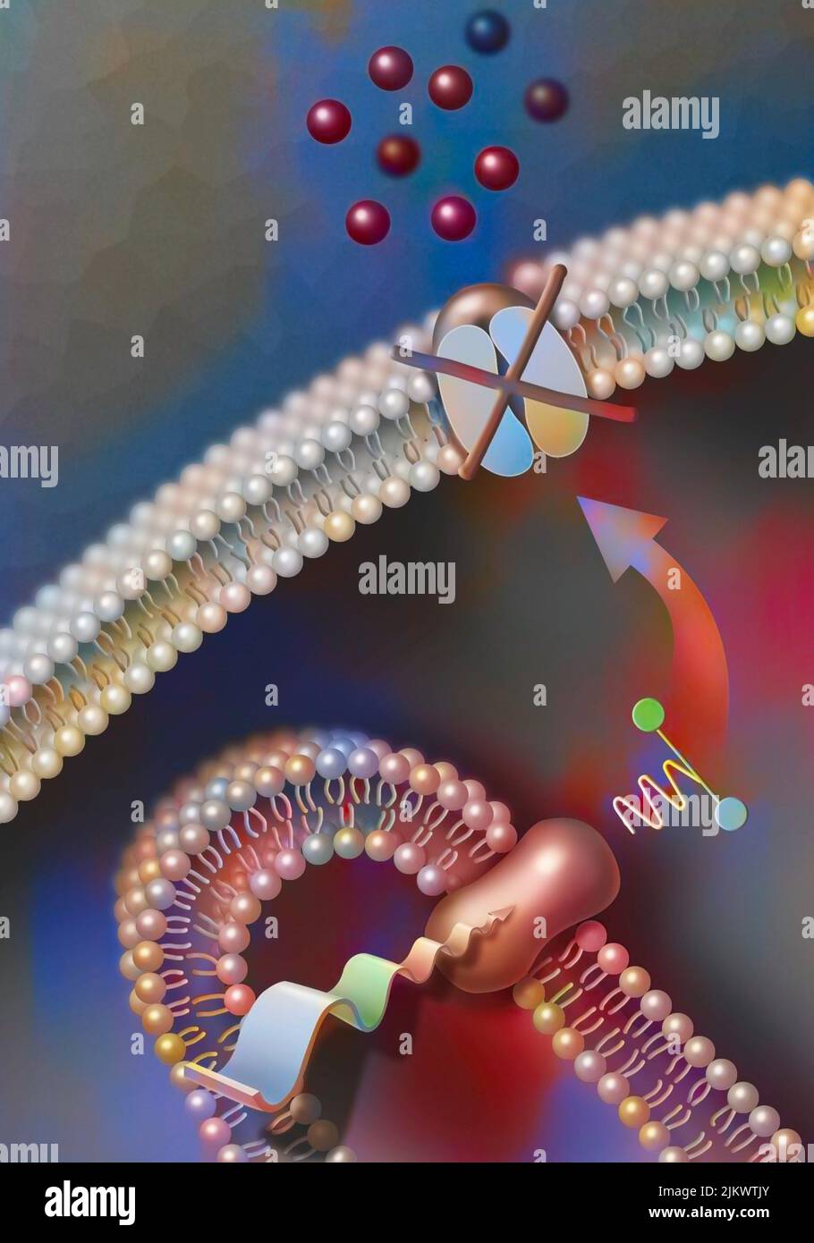 Phototransduction: functioning of a photoreceptor in daytime vision. Stock Photo