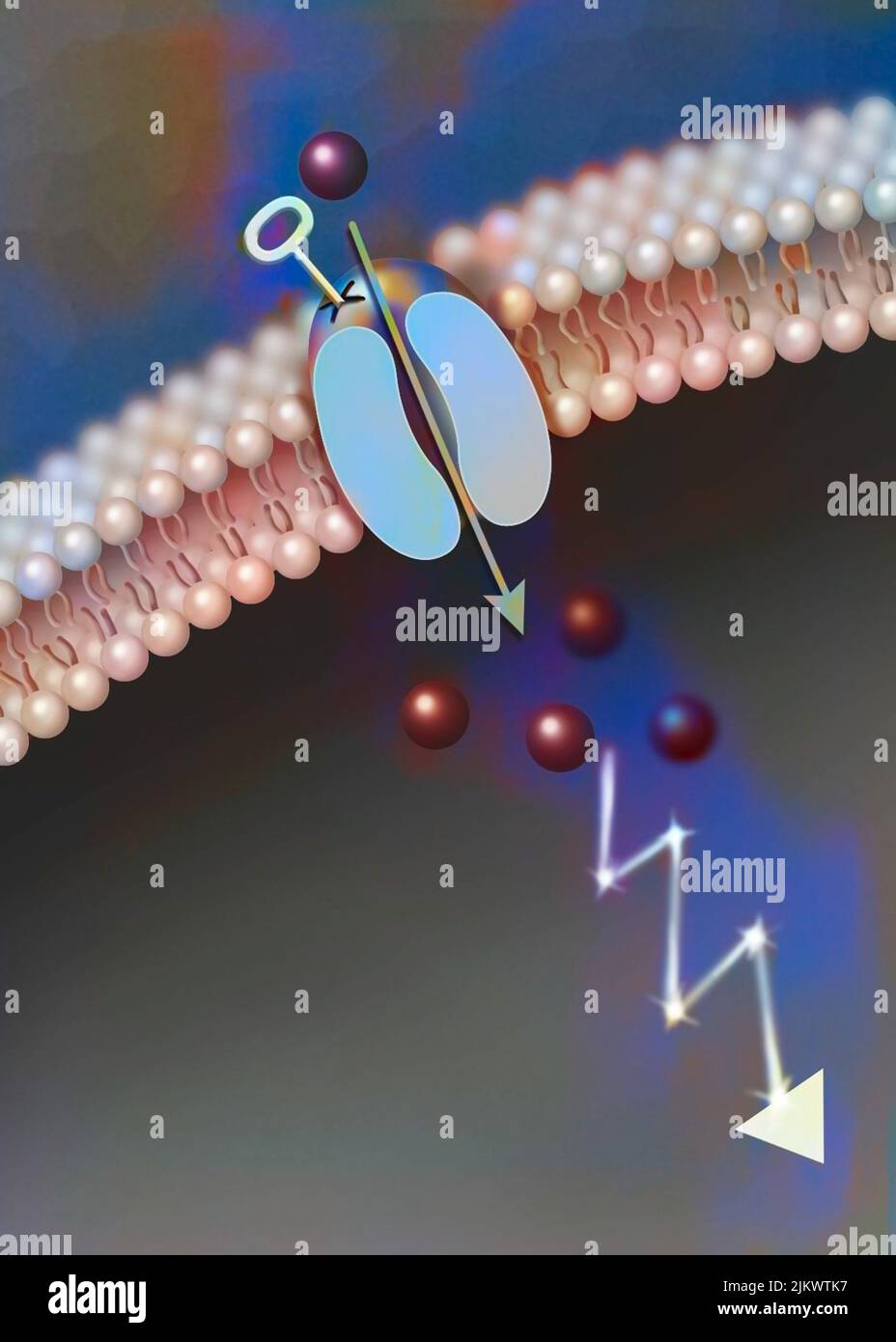 Ligand-dependent ion channel: attachment of a particular molecule causes the channel to open. Stock Photo