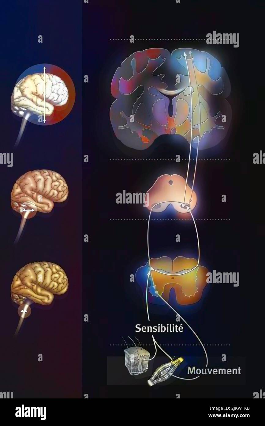 Sensorimotor loop: control of the brain to link sensations to motor reactions. Stock Photo