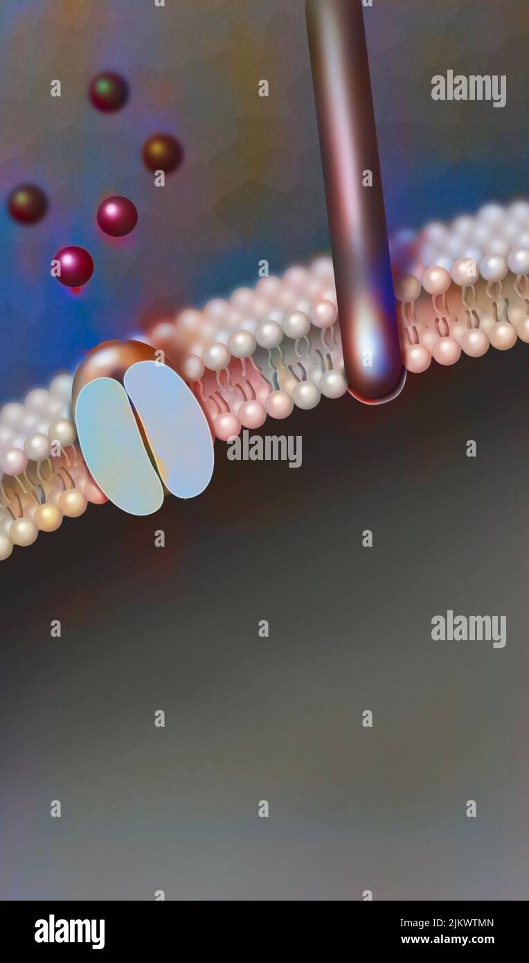 Tactile receptor associated with a hair follicle: the movement of the hair causes the opening of the receptor-channel. Stock Photo