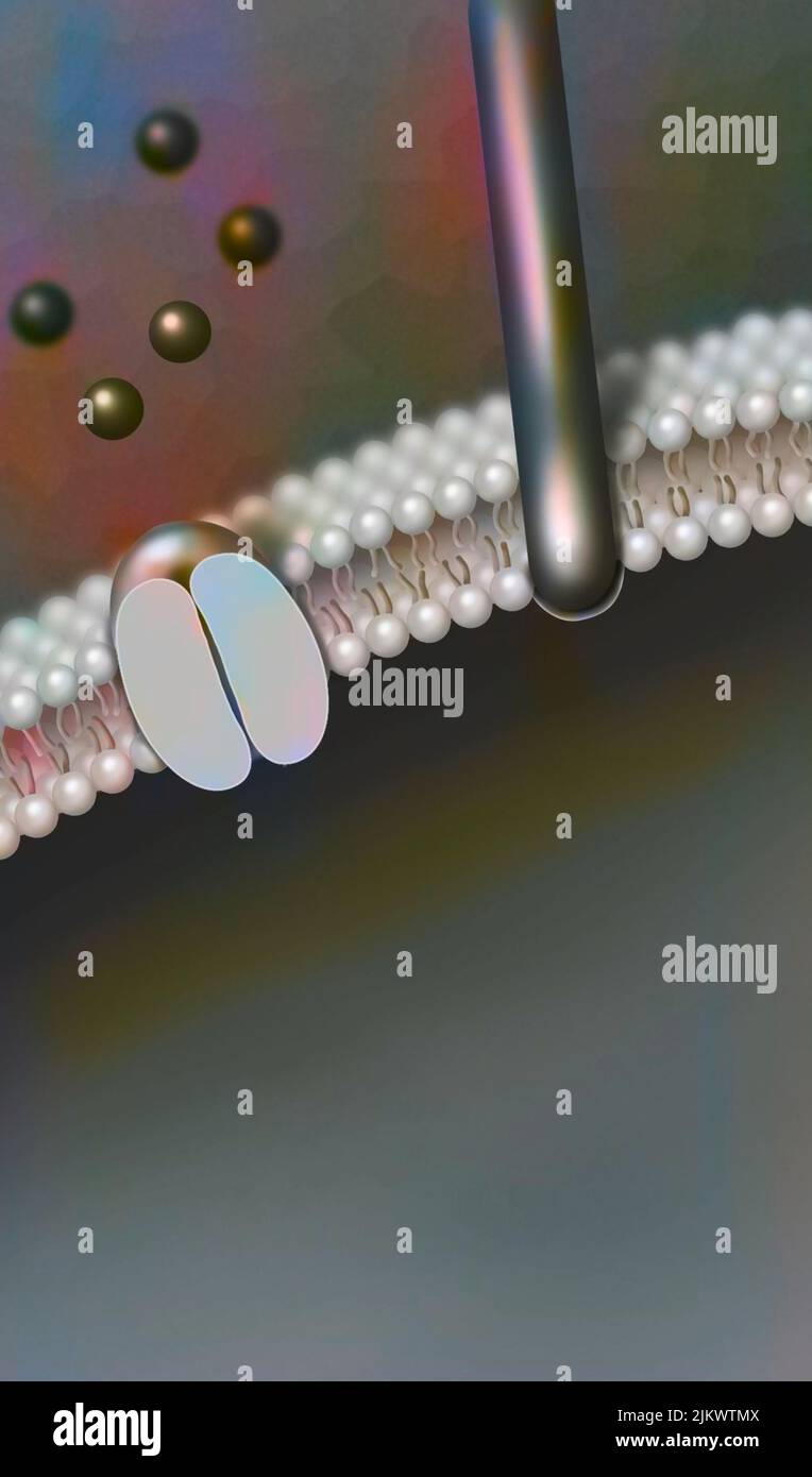 Tactile receptor associated with a hair follicle: the movement of the hair causes the opening of the receptor-channel. Stock Photo