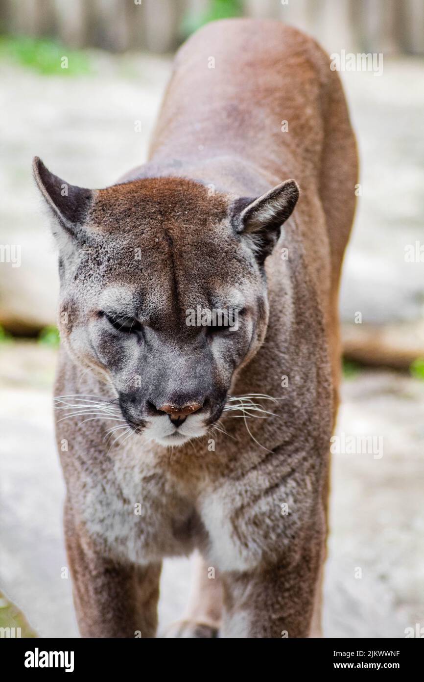 Puma in the zoo hi-res stock photography and images - Alamy