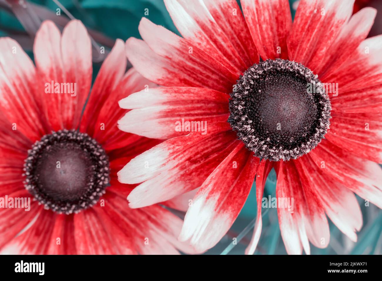 Red and white flowers against a blurry meadow background in Poland Stock Photo
