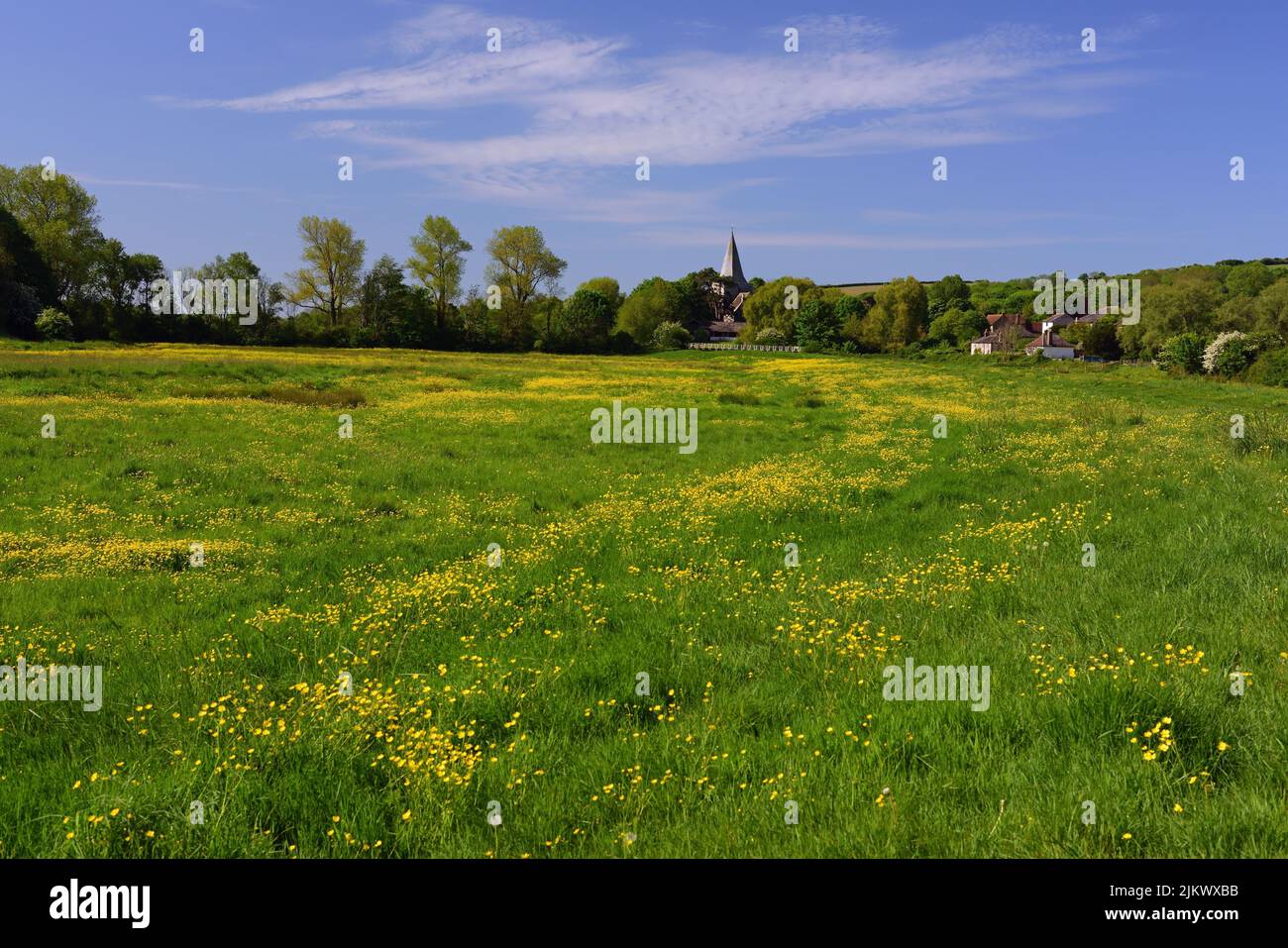Buttercups in the Cuckmere river valley, and the spire of Saint Andrews church at Alfriston, East Sussex. Stock Photo