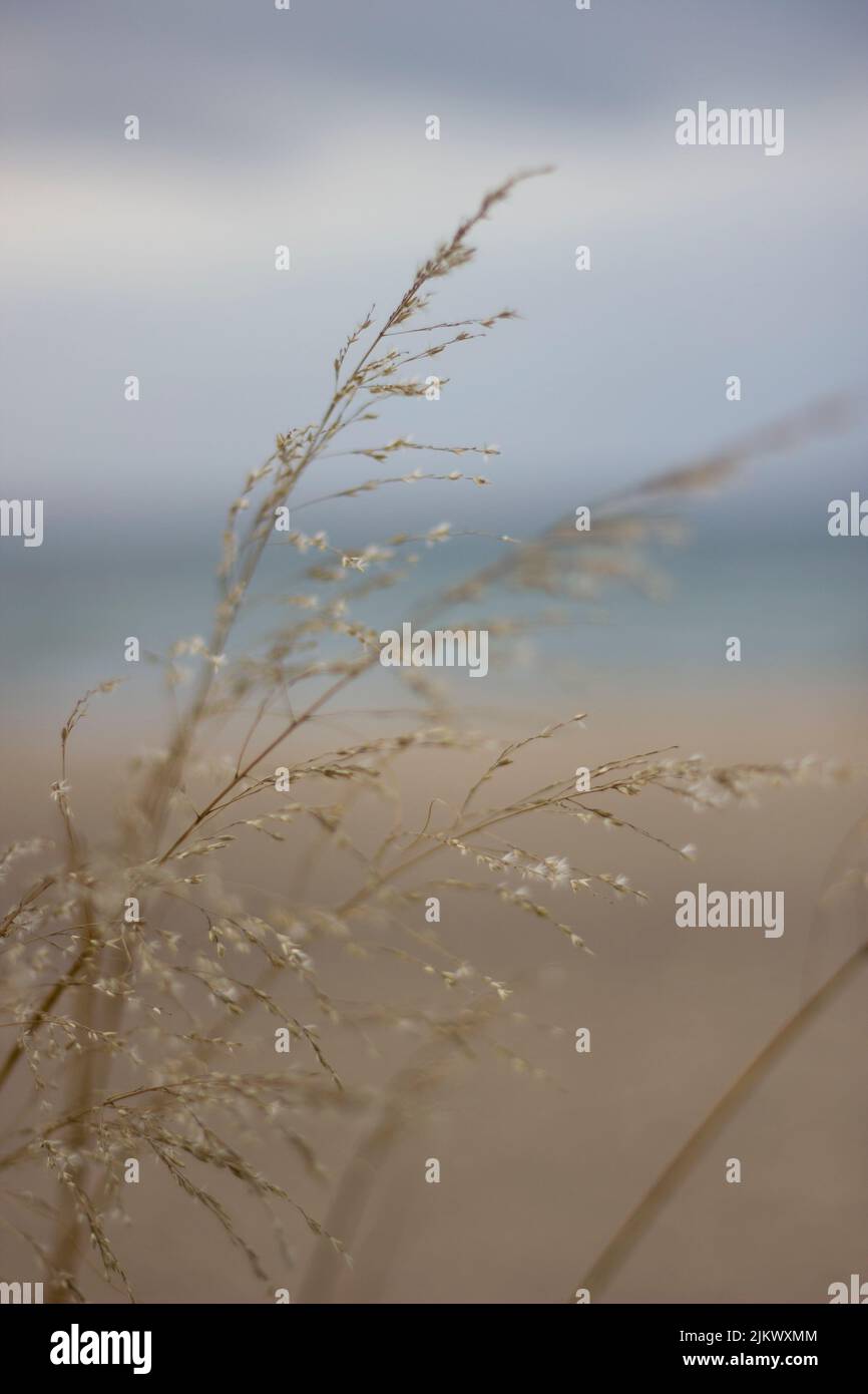 Selective focus vertical shot hi-res stock photography and images - Alamy
