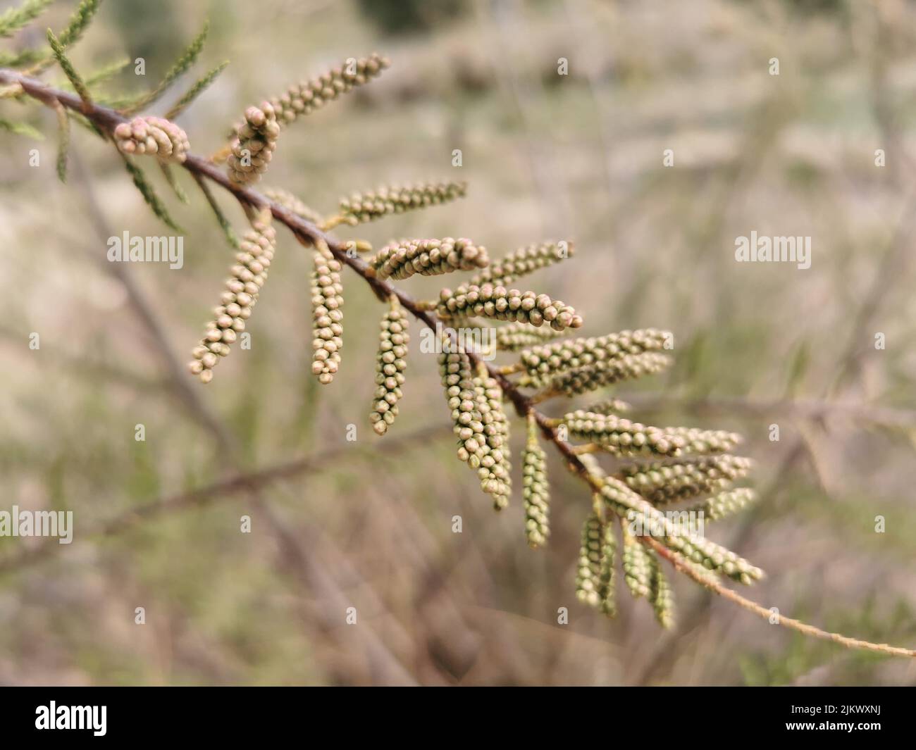 A closeup of comber plant on a long stem against a blurry background of greenery Stock Photo