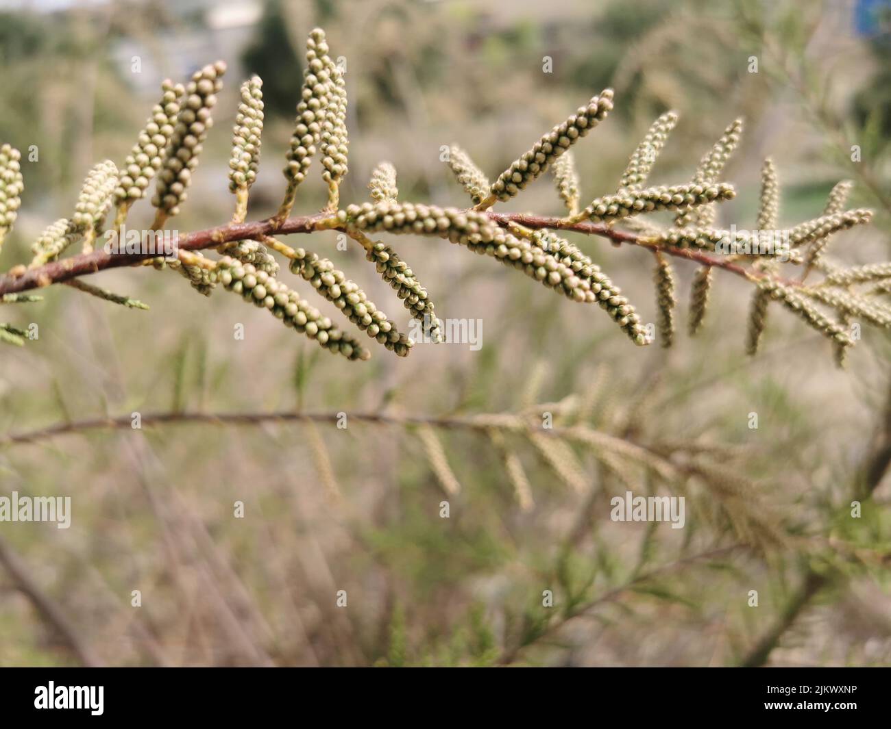 A close-up shot of a Tamarix gallica grown in the garden in spring Stock Photo