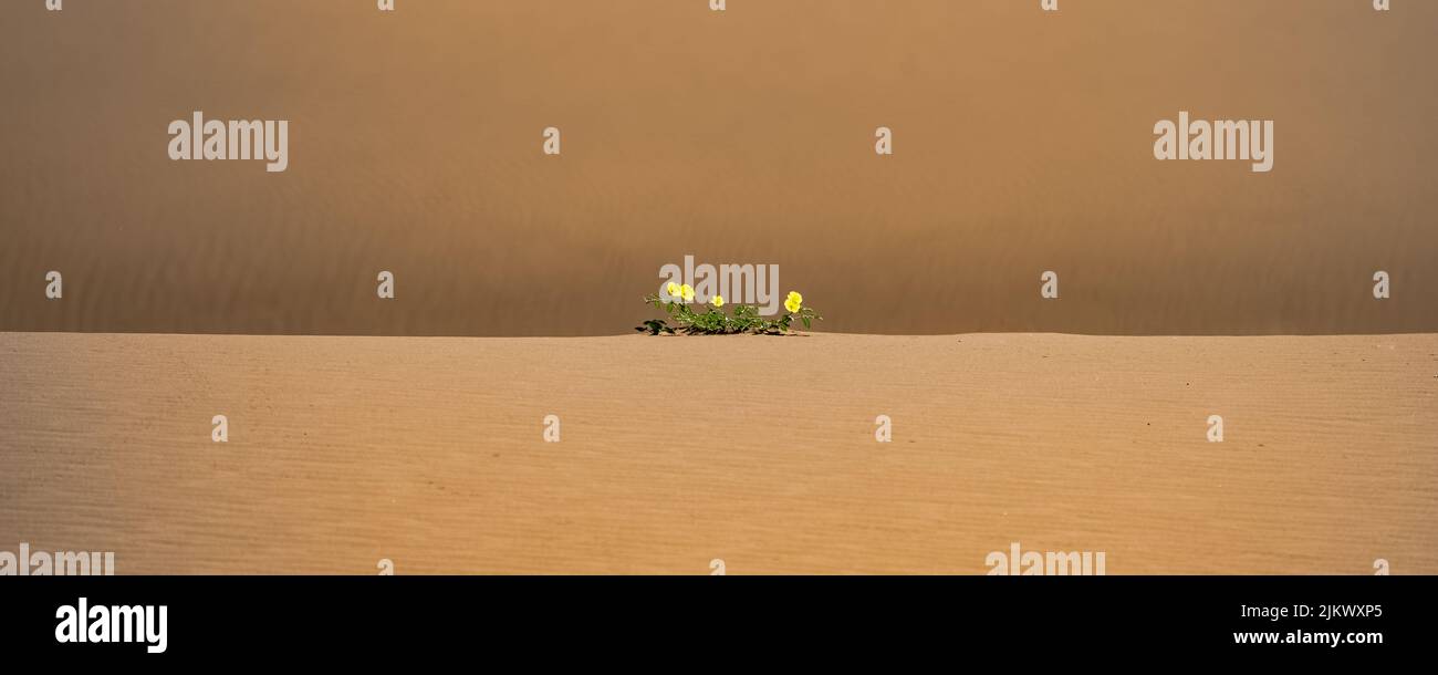 Namibia, yellow flowers lost in the dunes of the Namib desert Stock Photo