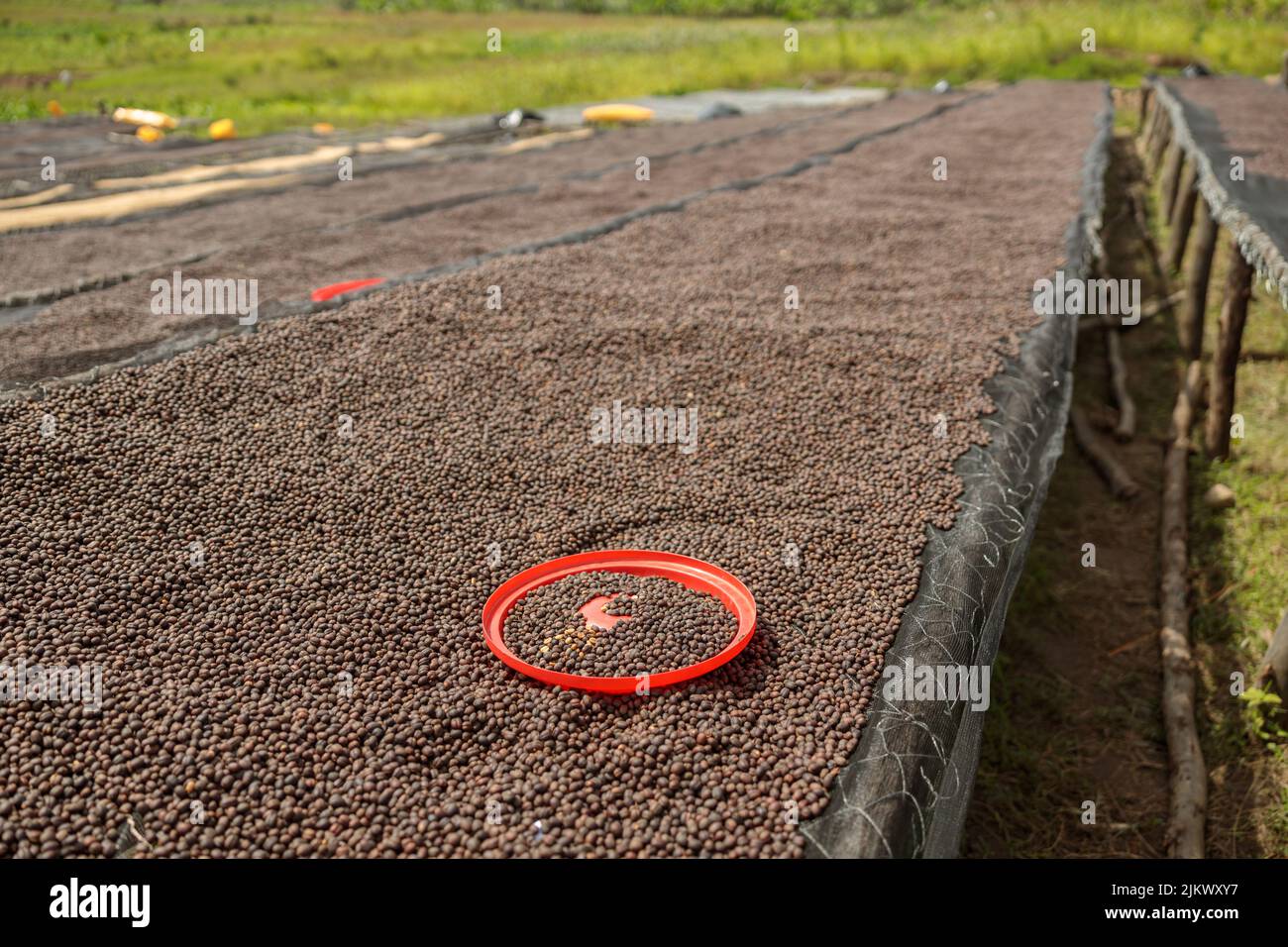 Long table with dried coffee beans at the farm Stock Photo