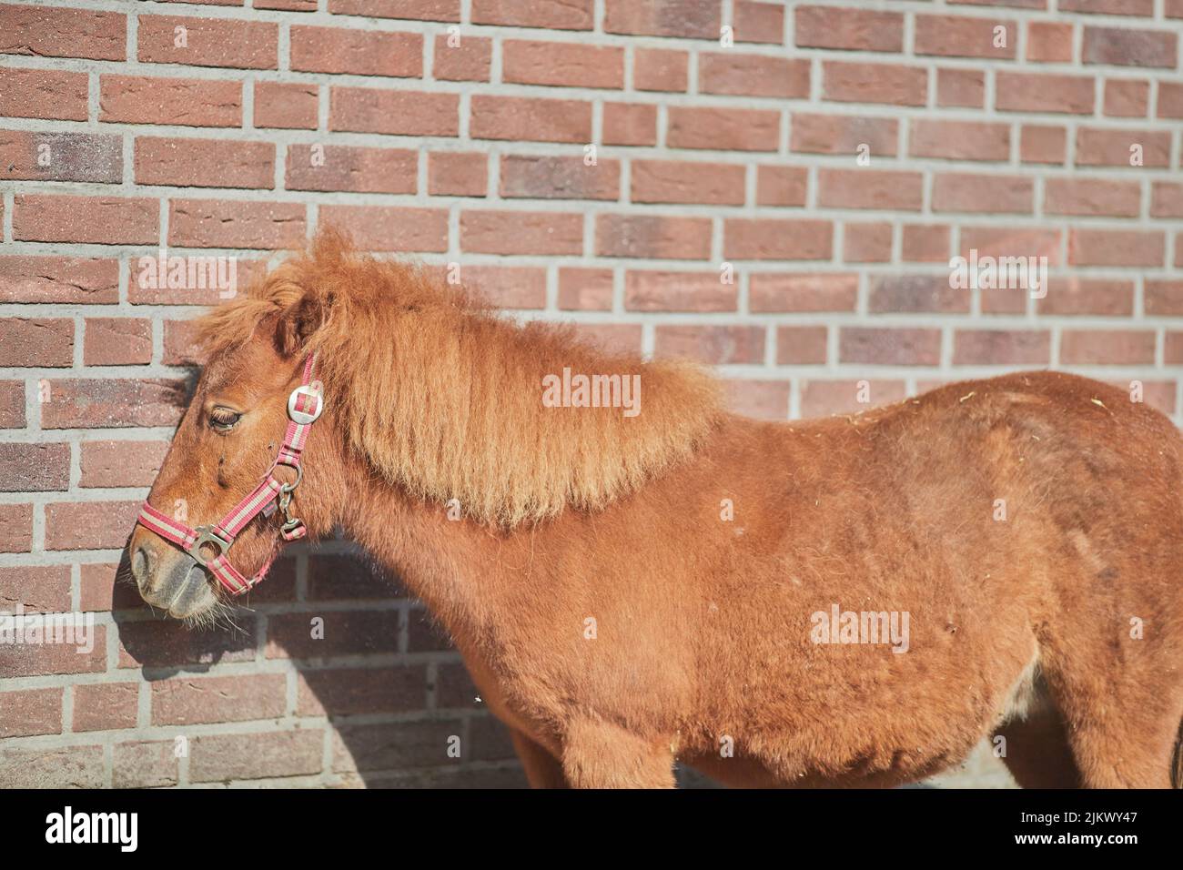 A beautiful shot of a brown Noma horse standing by a red brick wall in bright sunlight Stock Photo