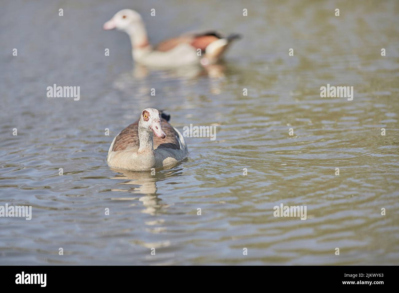 A selective focus shot of an Egyptian goose swimming in the calm water of the lake in the park in bright sunlight with blurred background Stock Photo