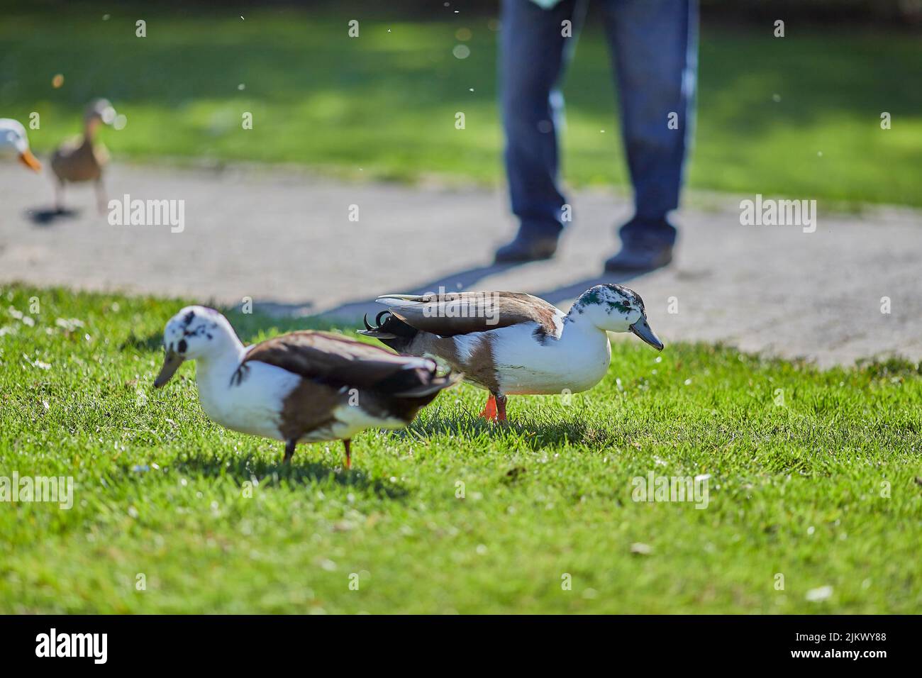 A closeup shot of two grass ducks standing on the green grass with an ...