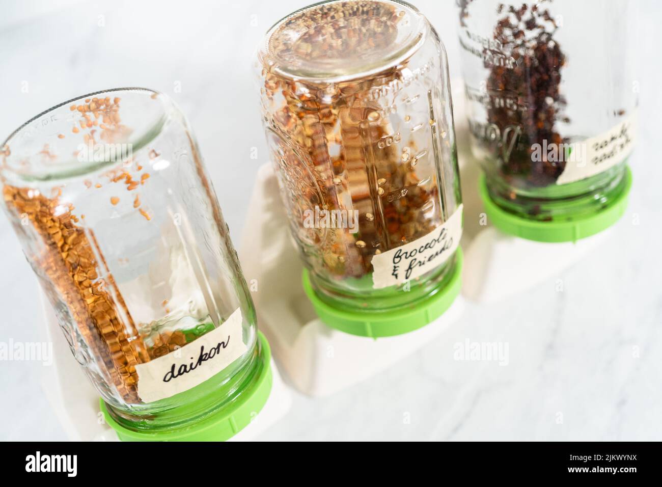 Growing sprouts in a jar Stock Photo Alamy