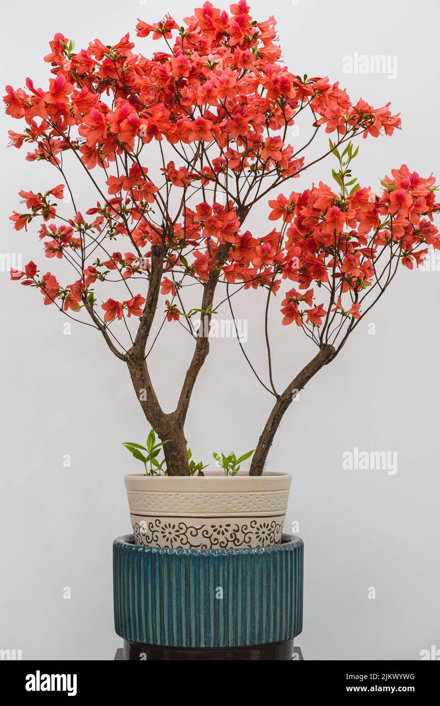 A vertical shot of a flowering bonsai tree in a pot against white wall background Stock Photo