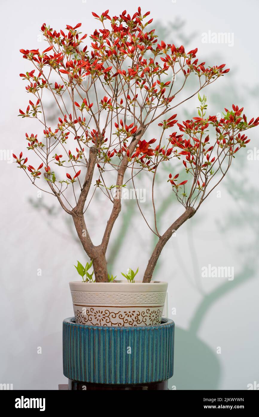 A vertical shot of a flowering bonsai tree in a pot against white wall background Stock Photo