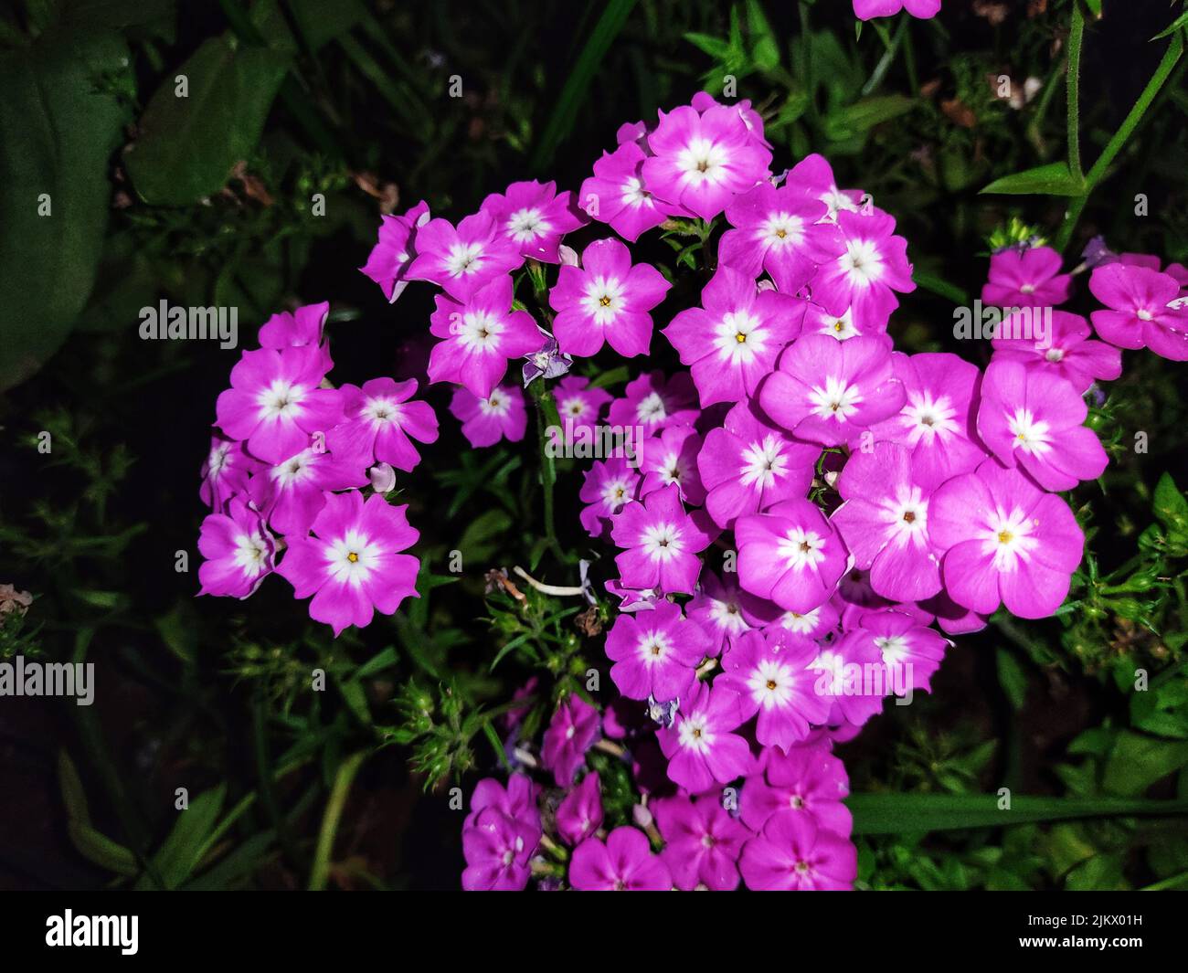 A closeup shot of purple Phlox flowers blooming in a garden Stock Photo