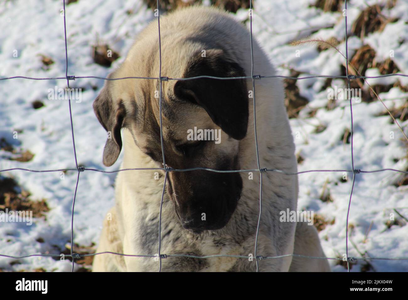 A closeup shot of Kangal dog sitting with head down behind wire fences in winter Stock Photo