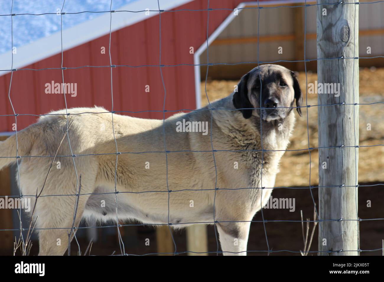 A closeup shot of Kangal dog looking at camera behind wire fences Stock Photo