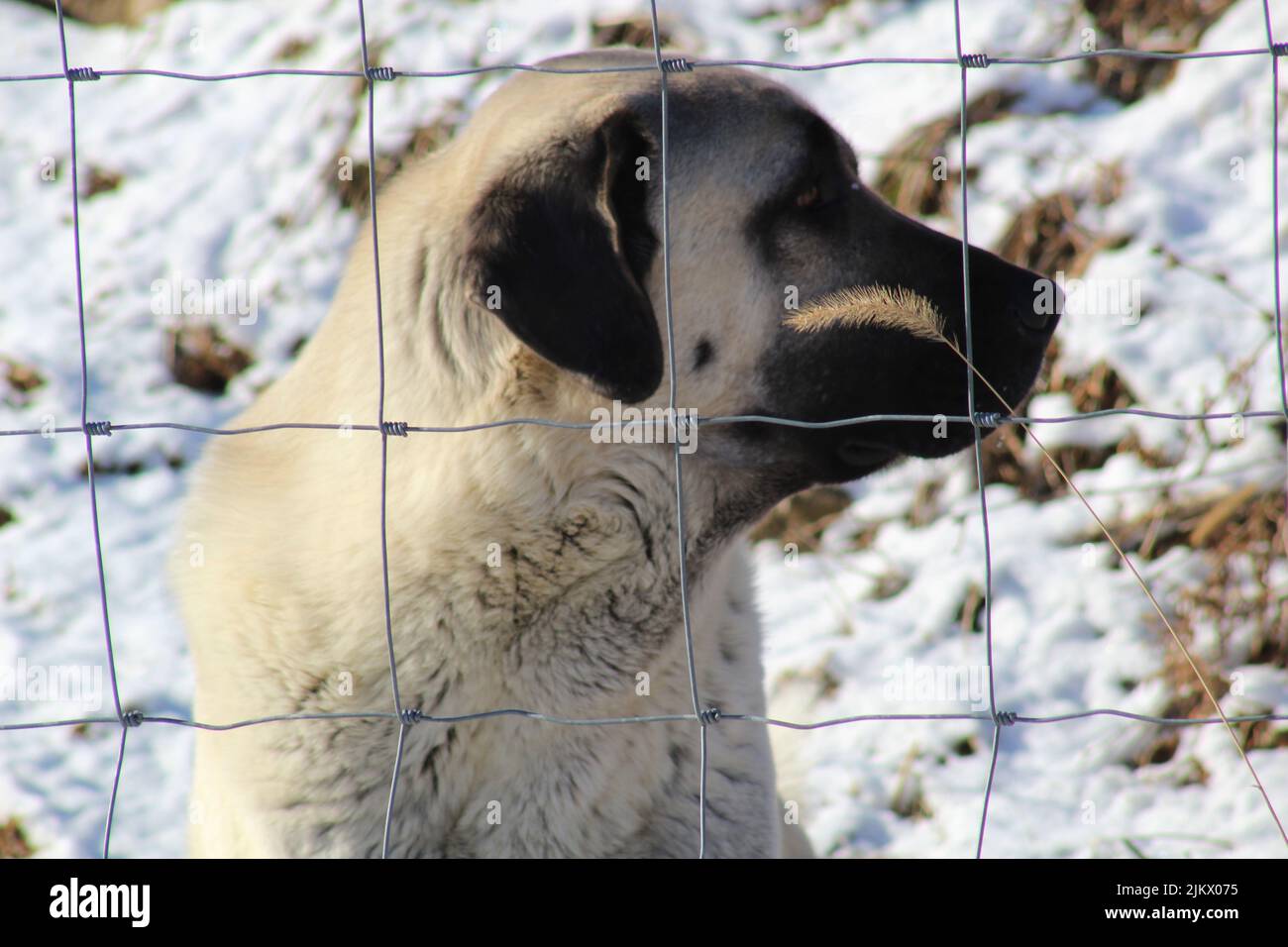 A closeup shot of Kangal dog looking side behind wire fences in winter Stock Photo