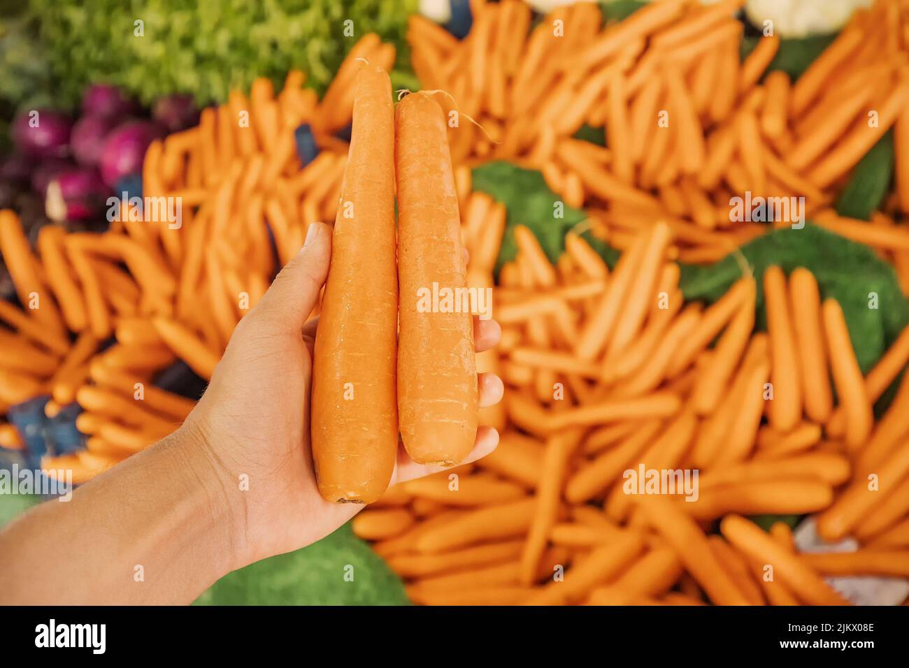 Delicious and perfect carrots in the hands of the buyer at the organic farmer's market. Agriculture and the choice of a high-quality crop Stock Photo