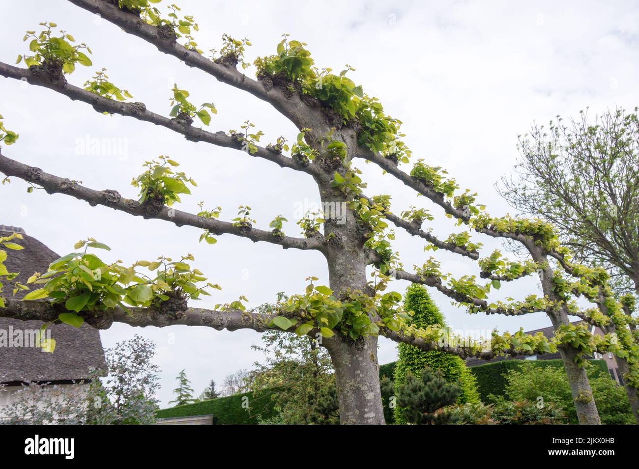 Espalier Linden Tree, trained shaped Lime trees in the Netherlands in Spring Stock Photo