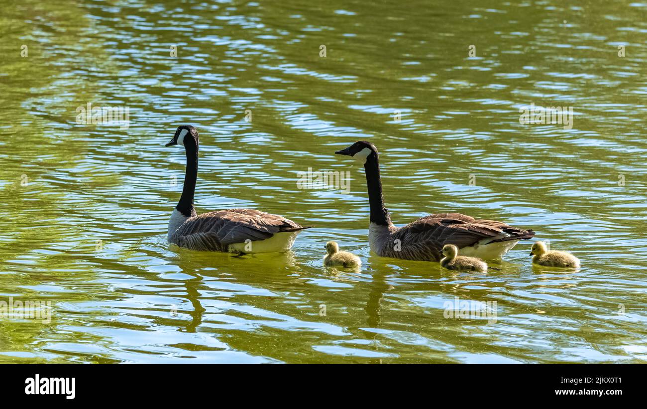 Canada goose with chicks standing on the shore of the lake Stock Photo