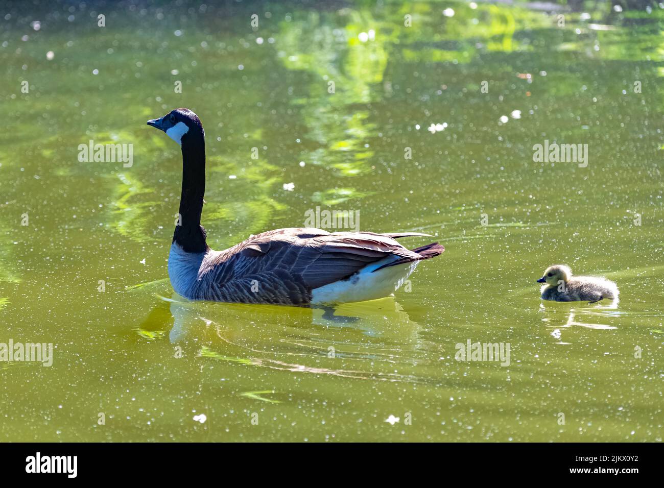 Canada goose with chicks swimming on the lake Stock Photo