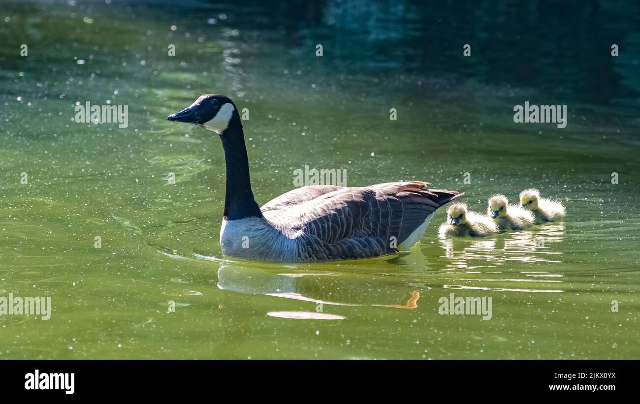 Canada goose with chicks swimming on the lake Stock Photo