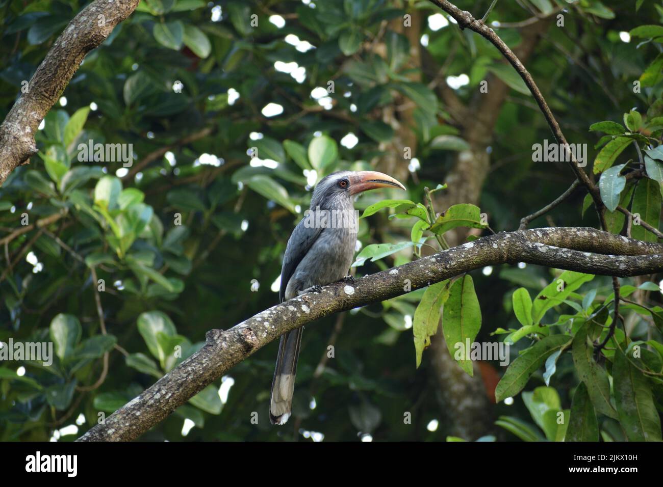 A closeup shot of a hornbill bird perching on a tree branch Stock Photo