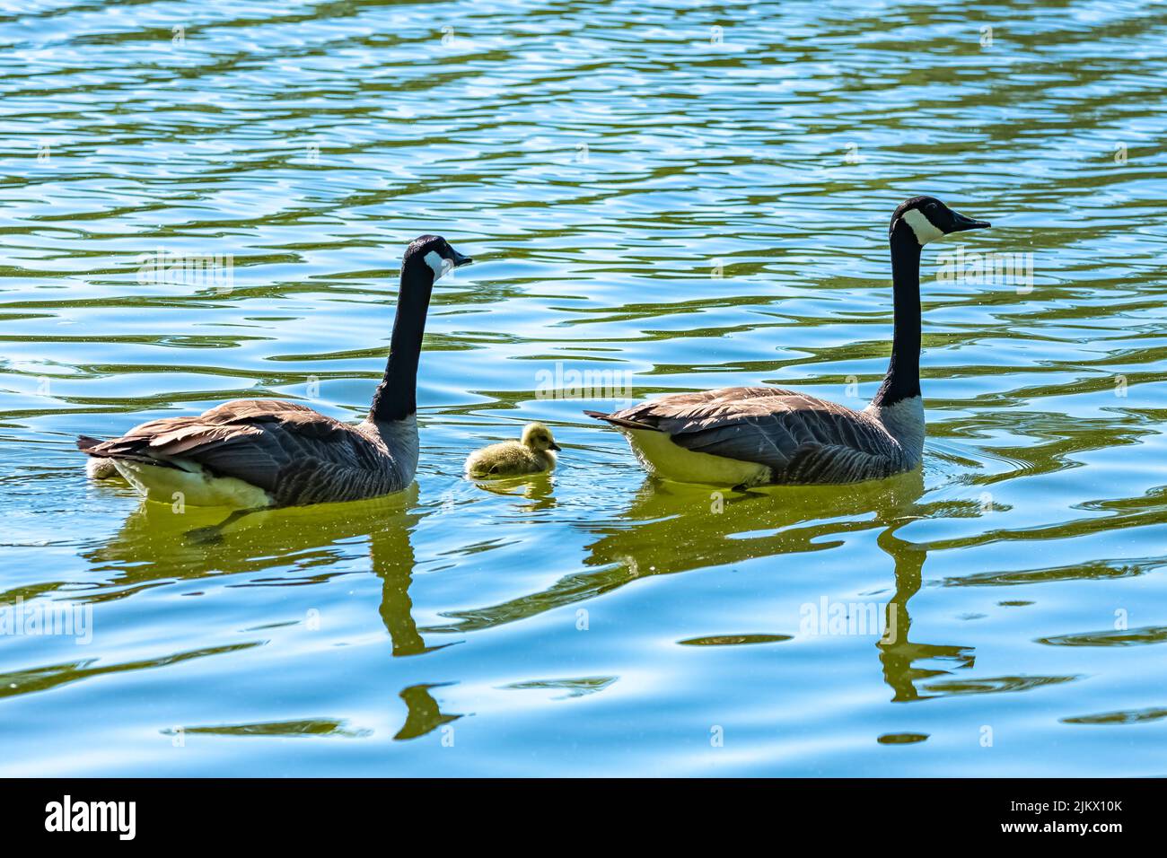 Canada goose with chicks standing on the shore of the lake Stock Photo