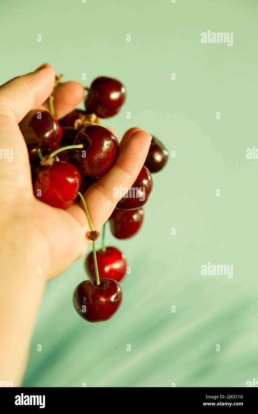 A handful of red ripe sweet cherries in woman's had against blurred blue green turquise wall with palm leaf shadows, selective focuse. Summer minimali Stock Photo