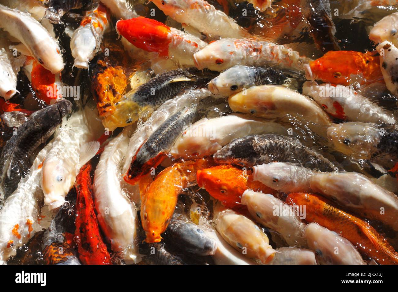 Koi fish swarming over food Stock Photo