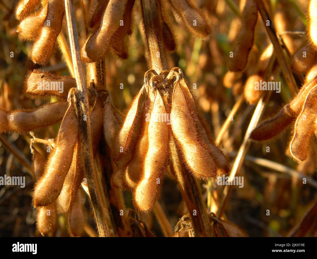 Soya bean plantation hi-res stock photography and images - Alamy