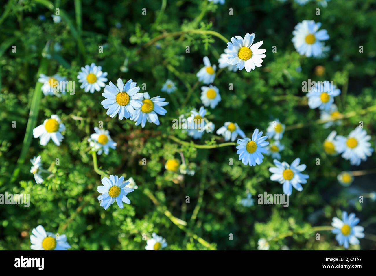 Wild daisy flowers growing on meadow. White chamomiles on green grass
