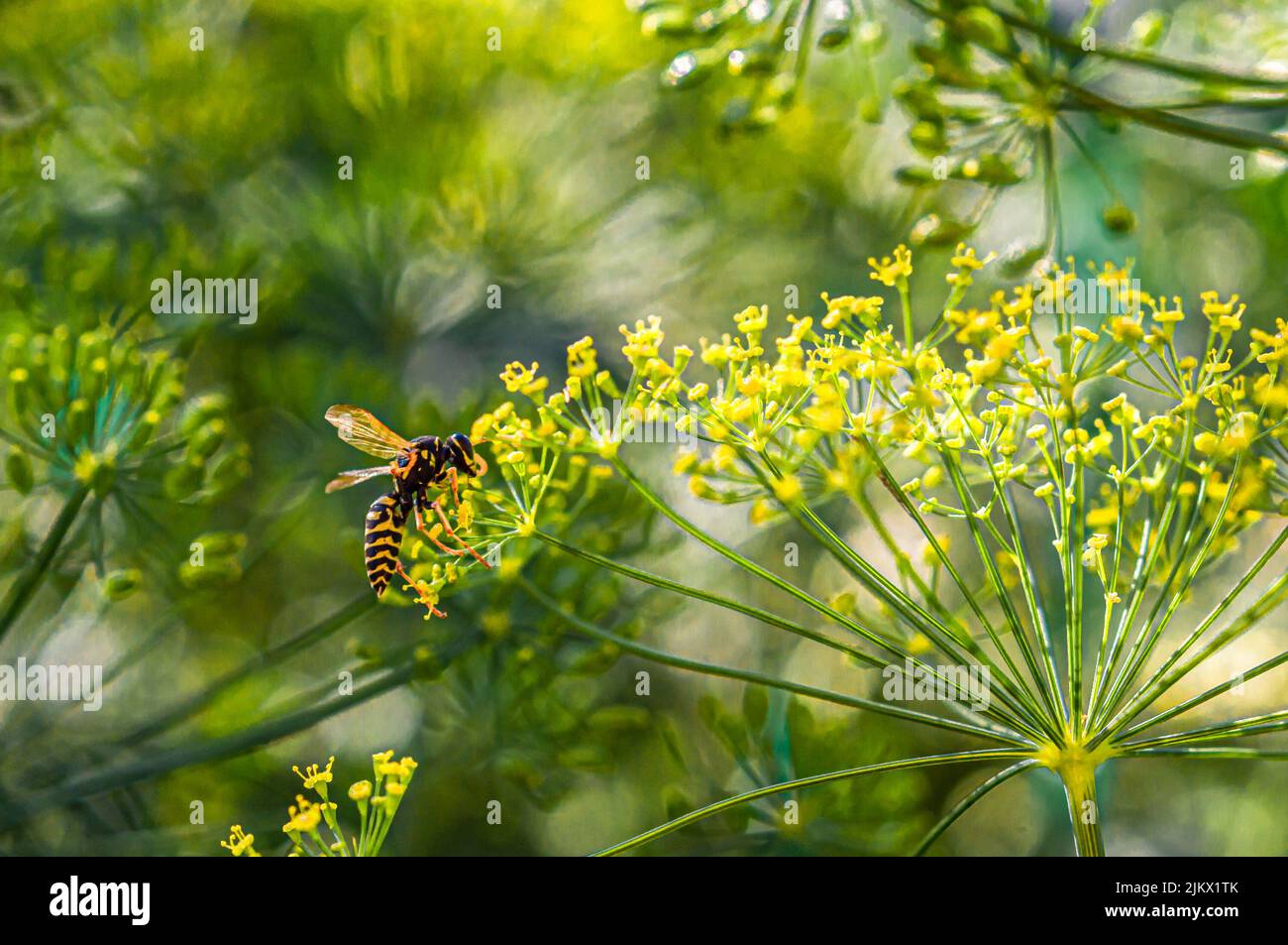 A heavy wasp, with difficulty holding on to the staggering dill flowers